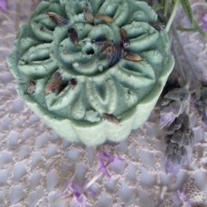 Shampoo Sólido Cabello Seco